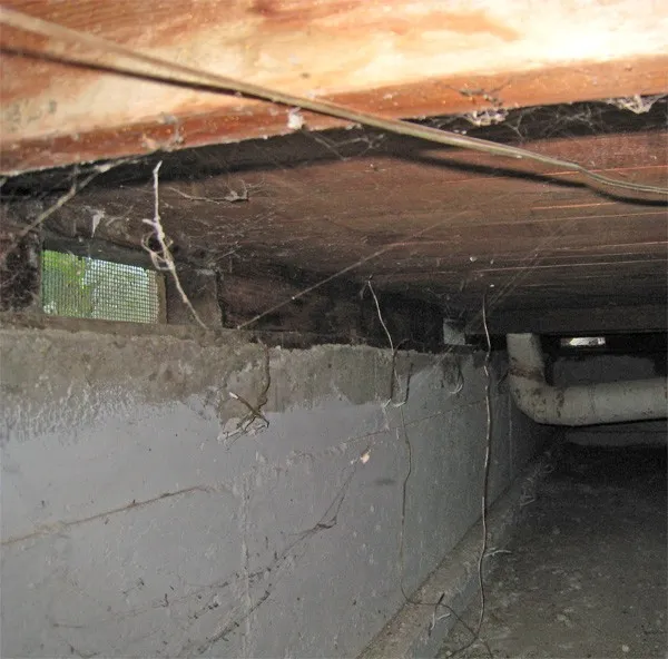 Under House Disinfection